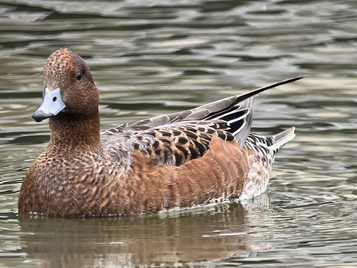 Eurasian Wigeon - ML643207001