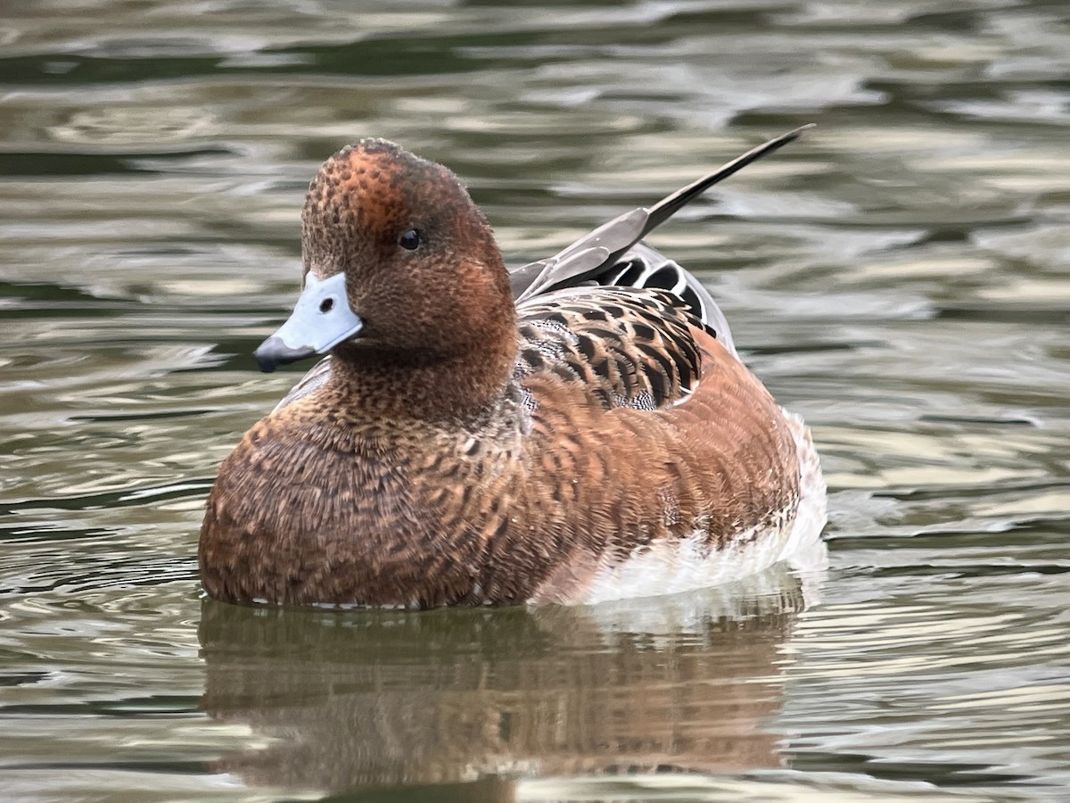 Eurasian Wigeon - ML643207002