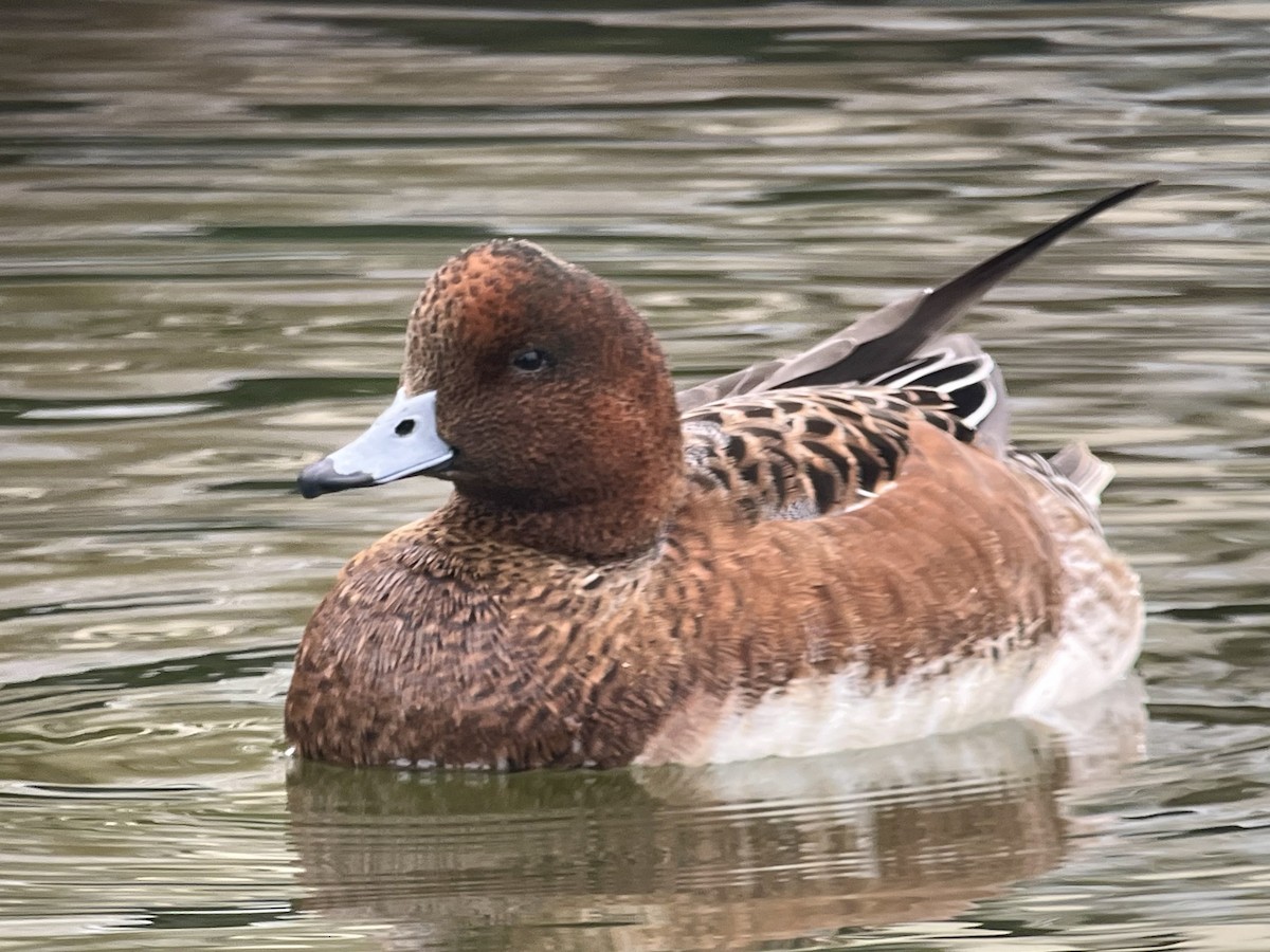 Eurasian Wigeon - ML643207003