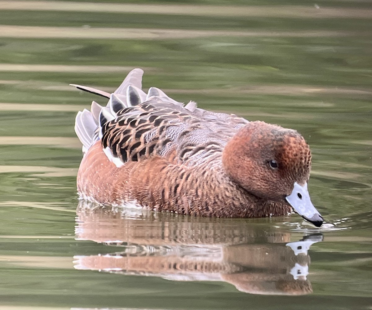 Eurasian Wigeon - ML643207004