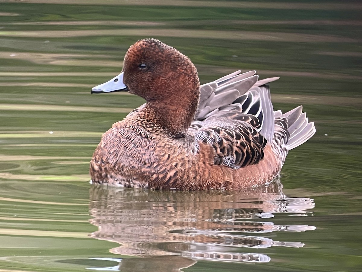 Eurasian Wigeon - ML643207005
