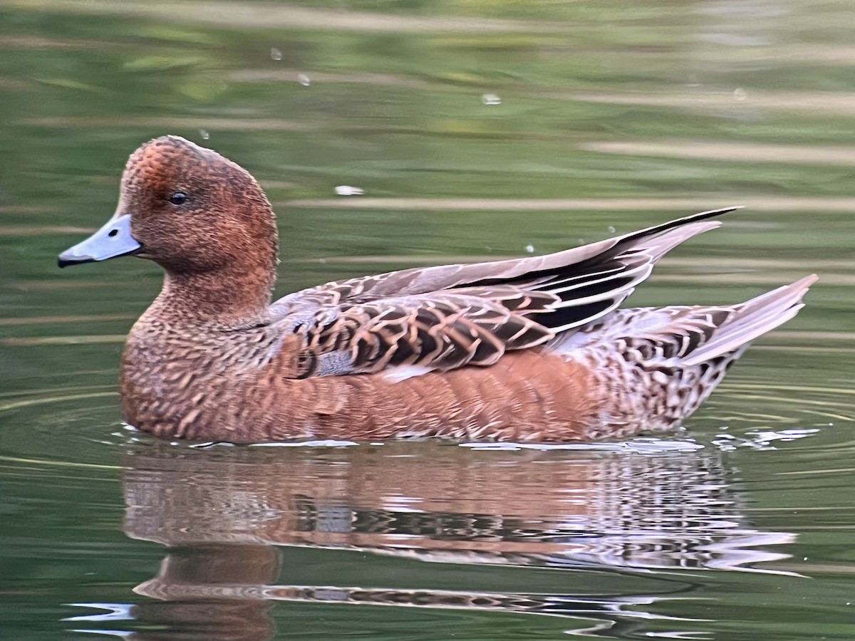 Eurasian Wigeon - ML643207006