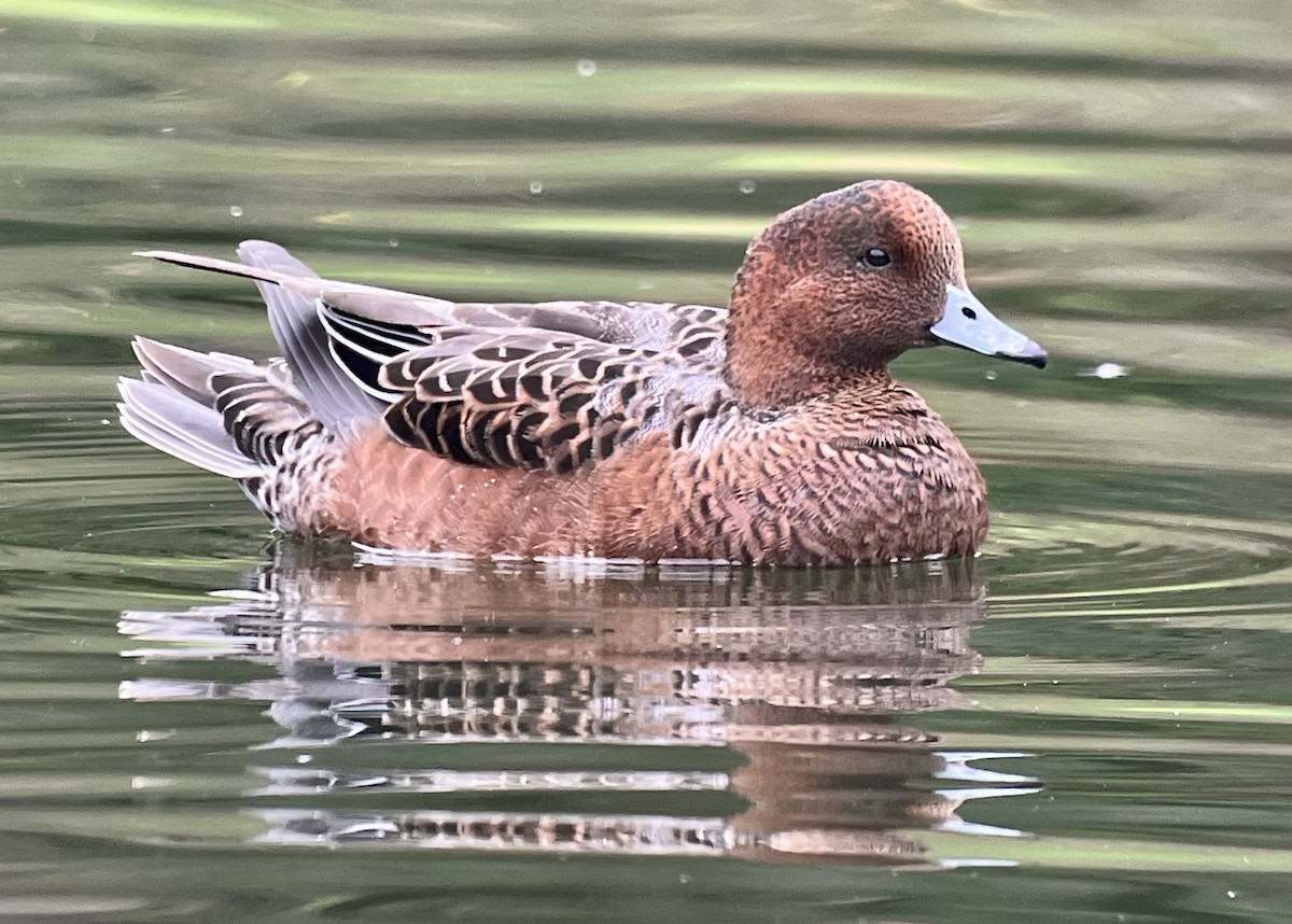 Eurasian Wigeon - ML643207007