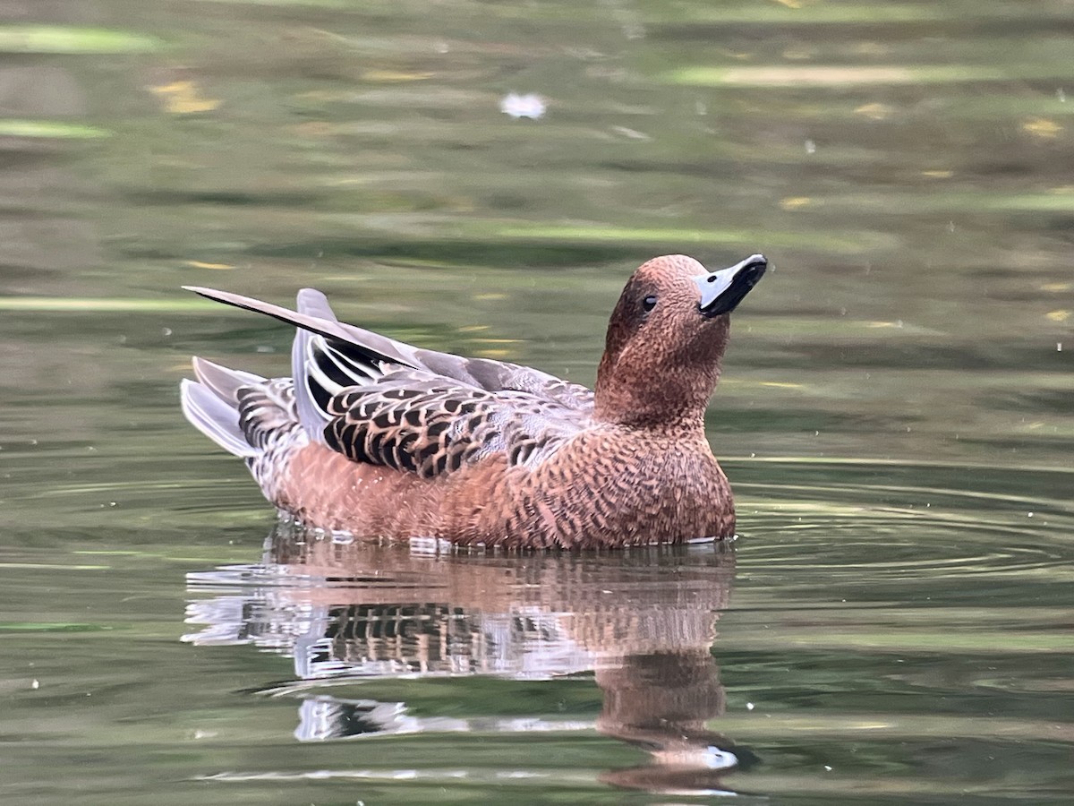 Eurasian Wigeon - ML643207008