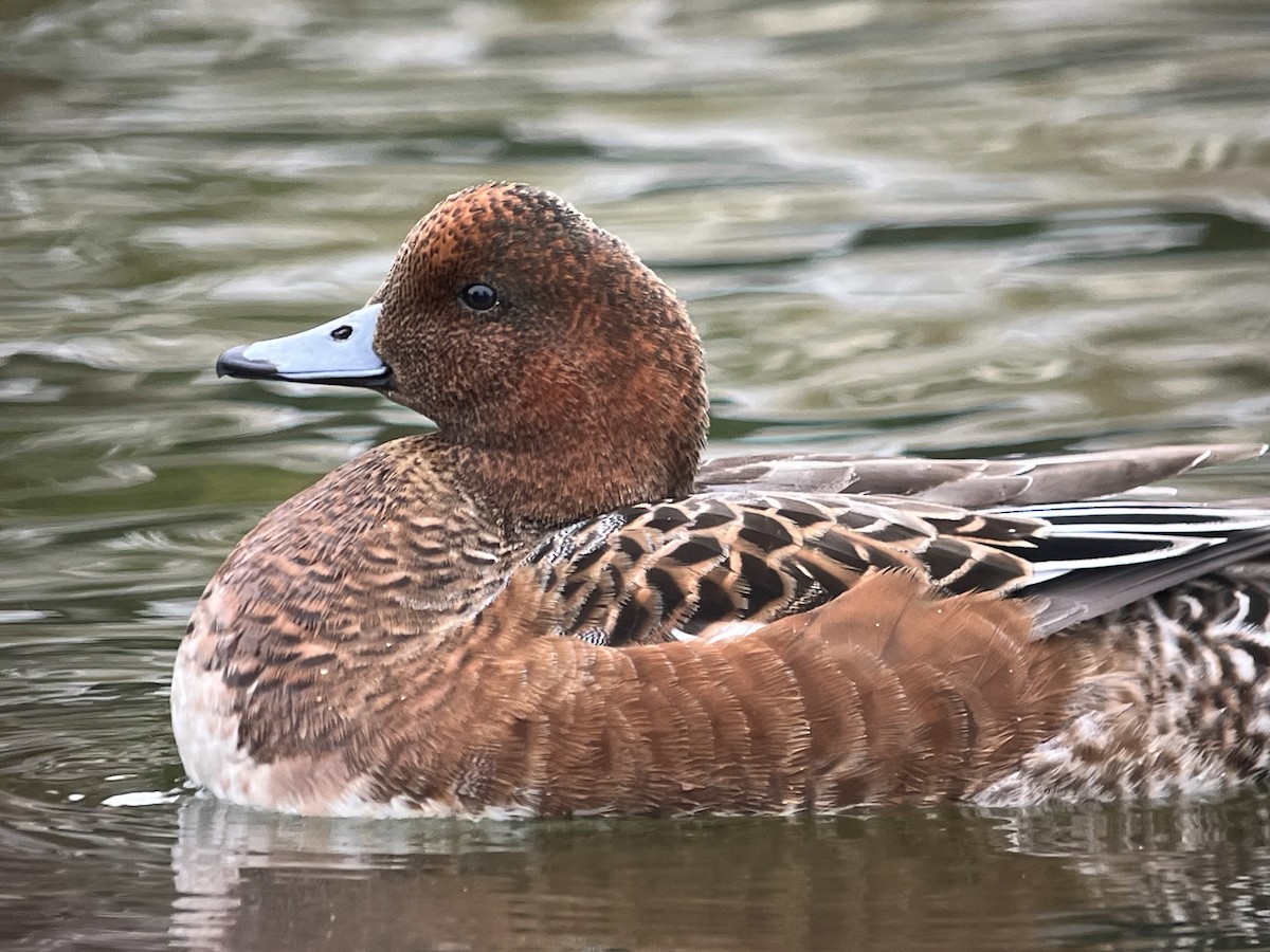 Eurasian Wigeon - ML643207009