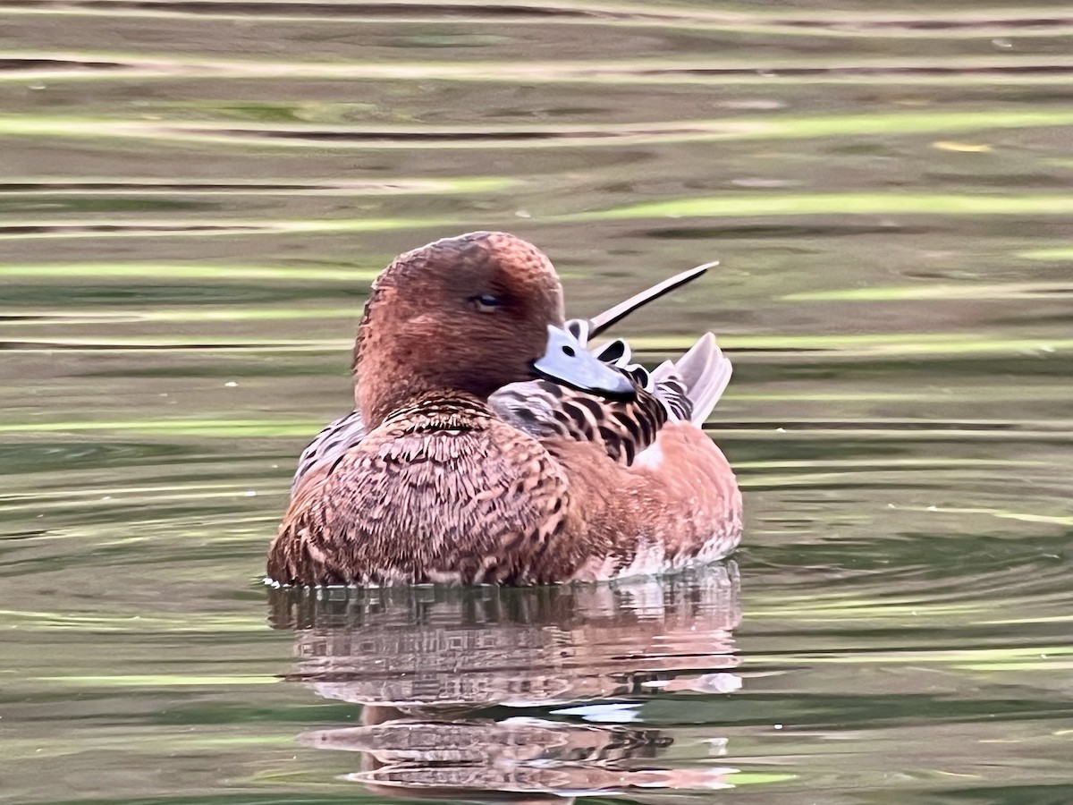 Eurasian Wigeon - ML643207010
