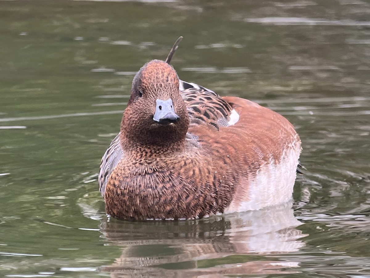Eurasian Wigeon - ML643207011