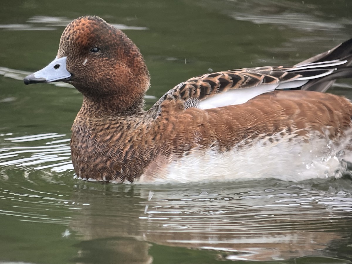 Eurasian Wigeon - ML643207012