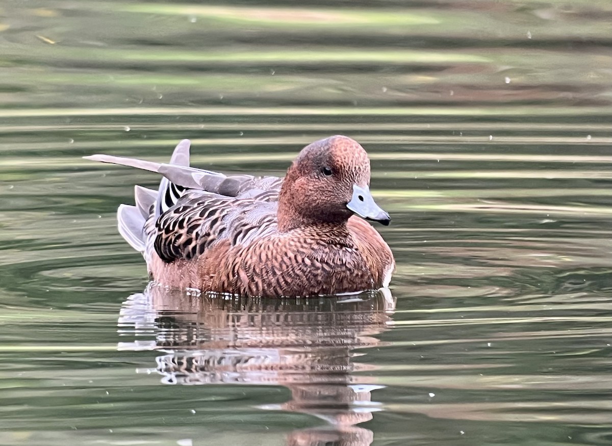 Eurasian Wigeon - ML643207013