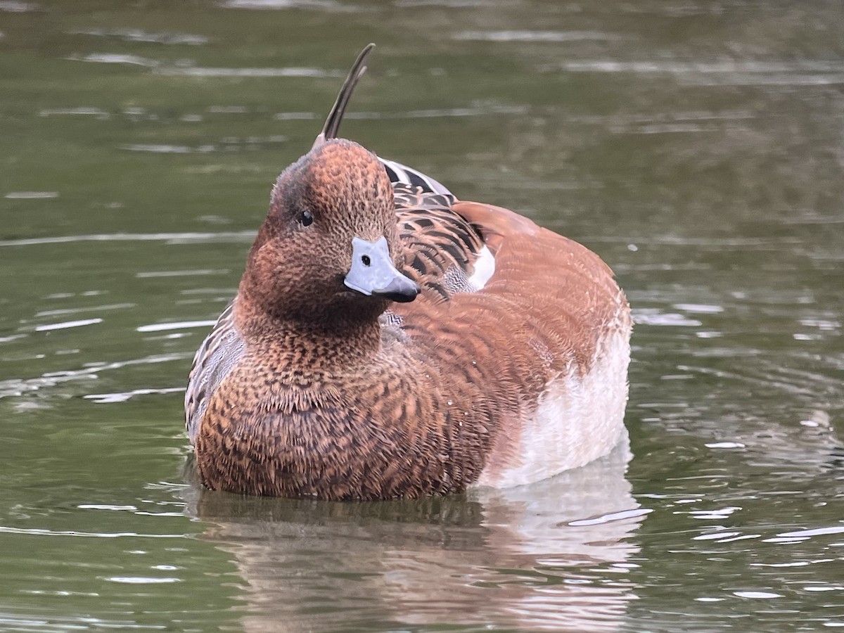 Eurasian Wigeon - ML643207014