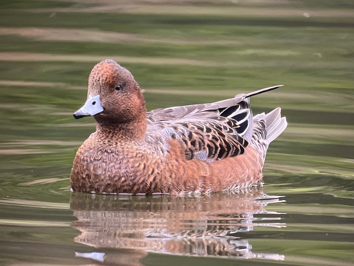Eurasian Wigeon - ML643207015