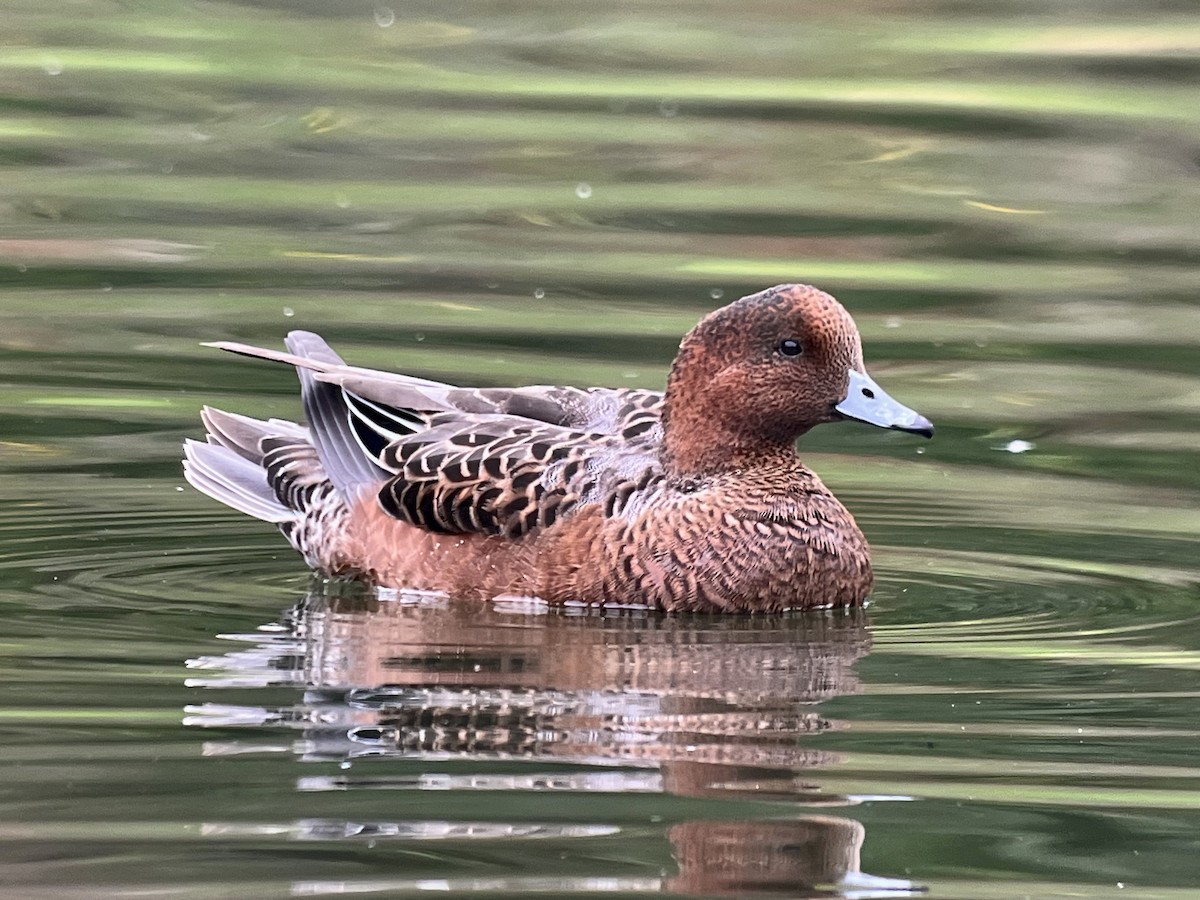 Eurasian Wigeon - ML643207016