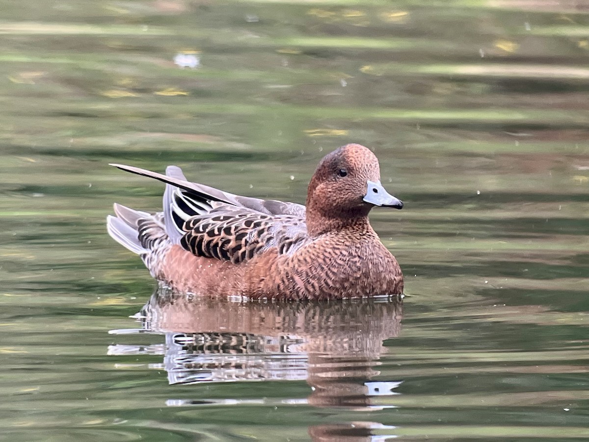 Eurasian Wigeon - ML643207017