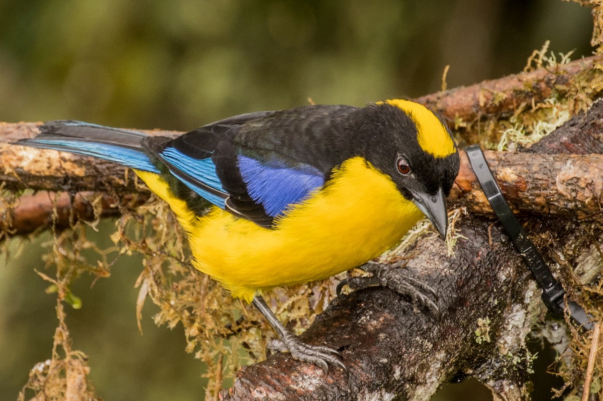 Blue-winged Mountain Tanager - ML643207026
