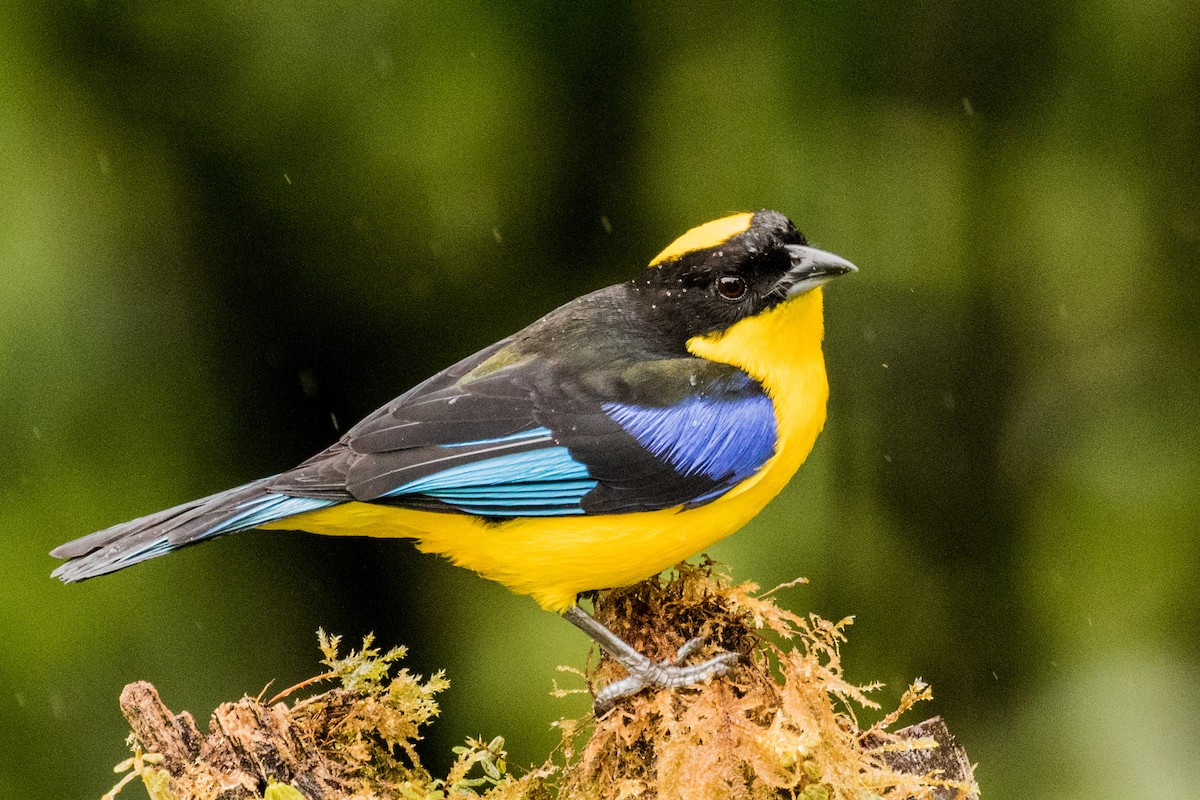 Blue-winged Mountain Tanager - ML643207027