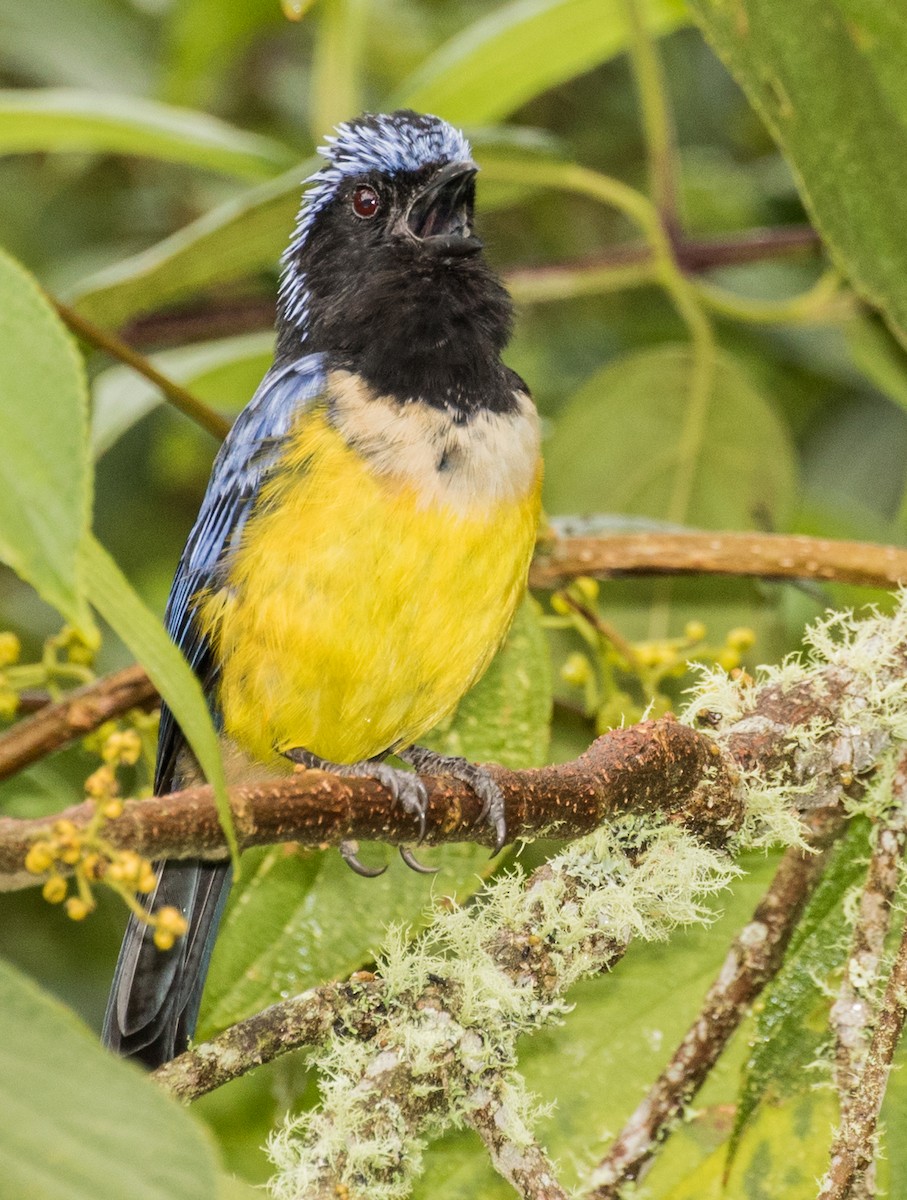 Buff-breasted Mountain Tanager - ML643207040