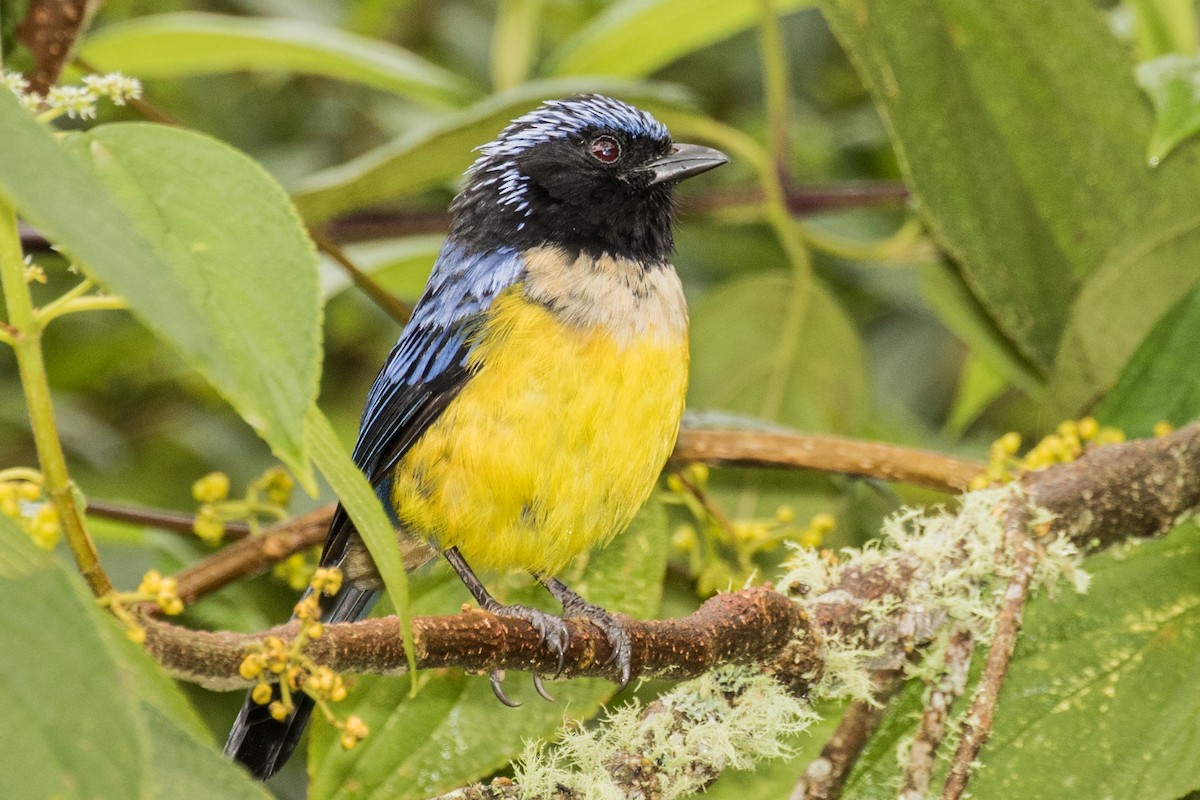 Buff-breasted Mountain Tanager - ML643207041