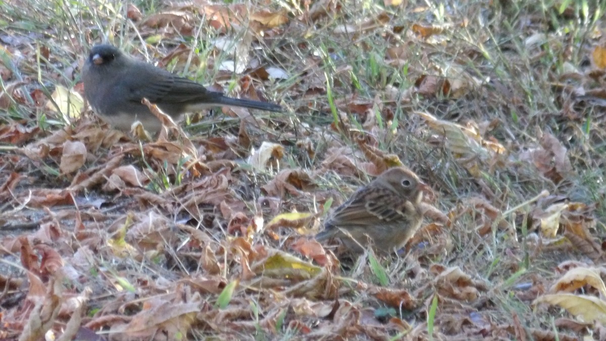 Field Sparrow - ML643207045