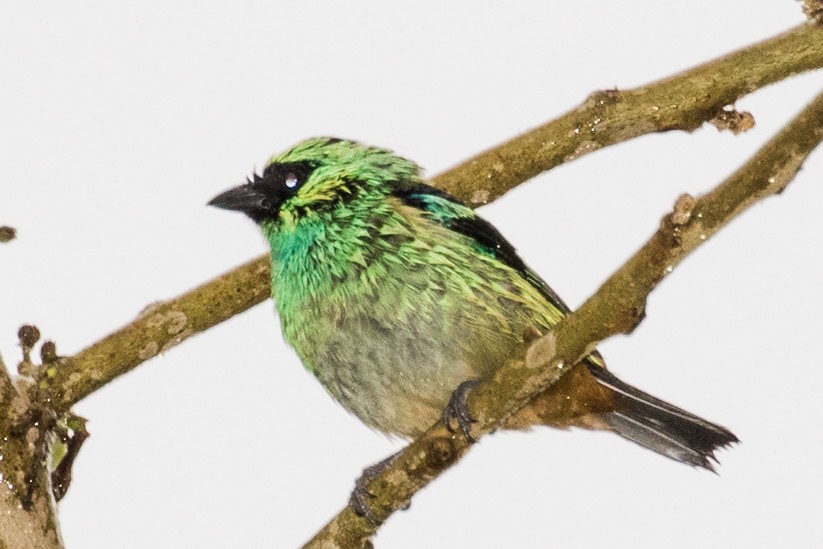 Metallic-green Tanager - ML643207048