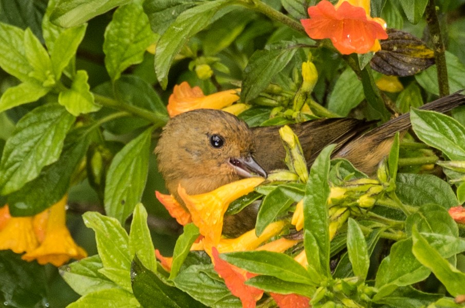 White-sided Flowerpiercer - ML643207059