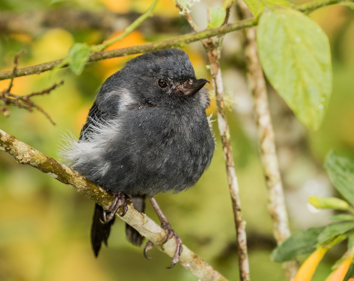 White-sided Flowerpiercer - ML643207060