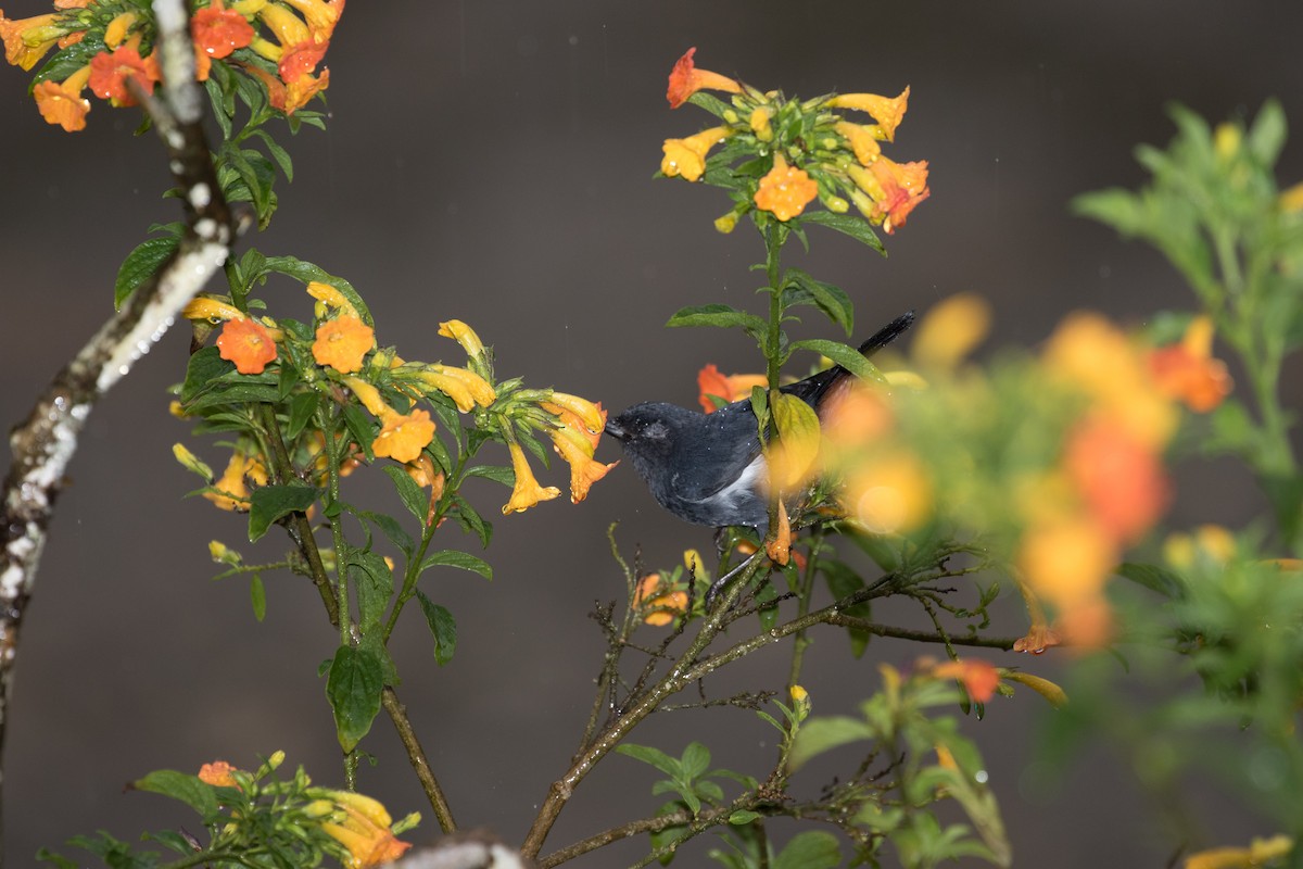 White-sided Flowerpiercer - ML643207061