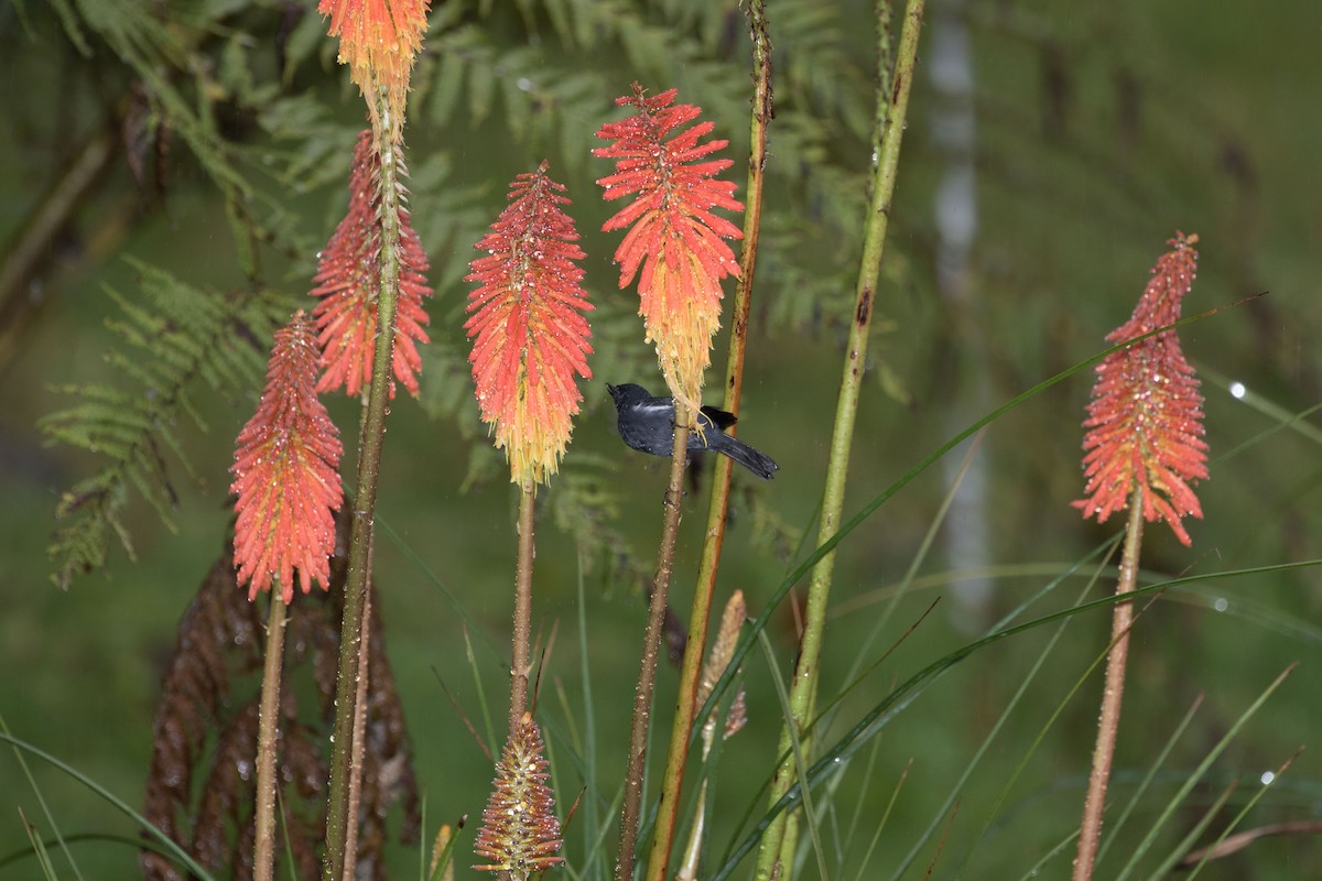 White-sided Flowerpiercer - ML643207062