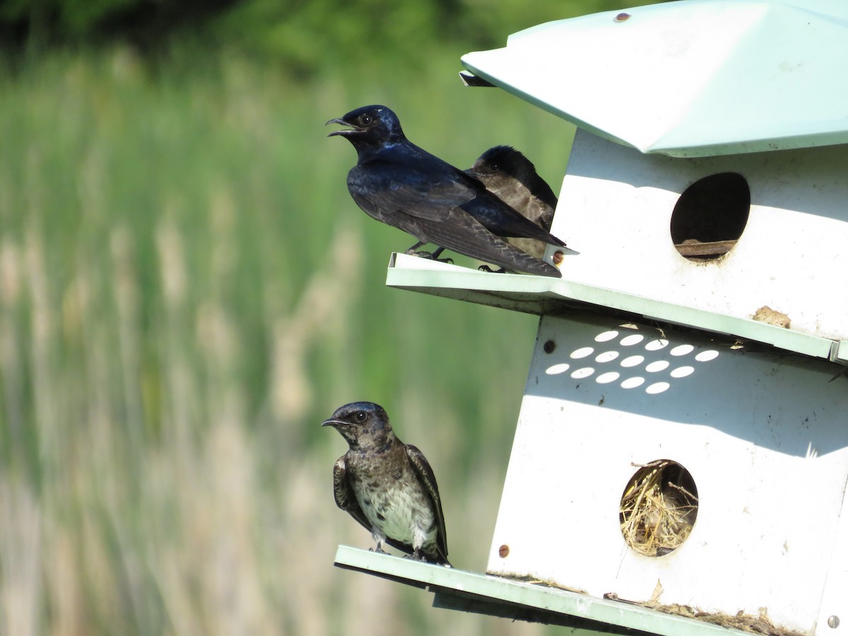 Purple Martin - ML643207071