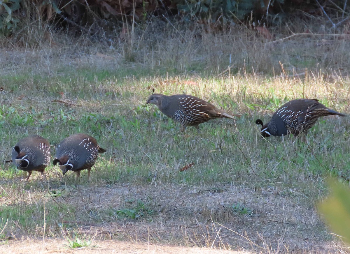 California Quail - ML643207164