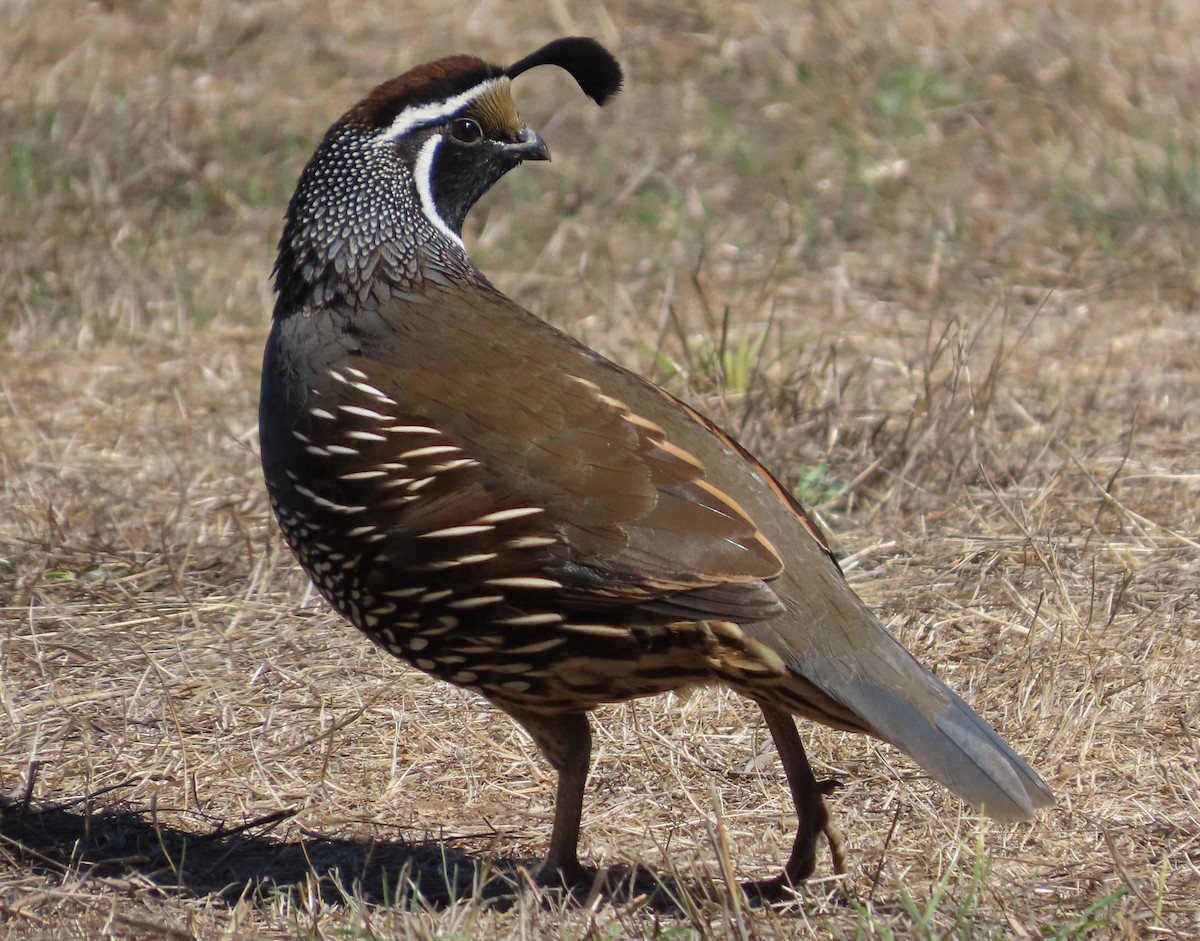 California Quail - ML643207165