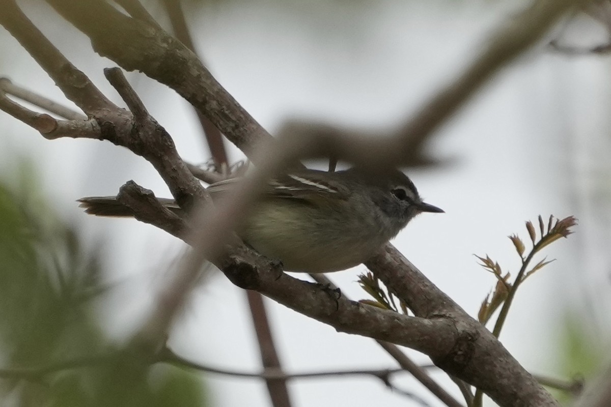 Plain Tyrannulet - ML643207176