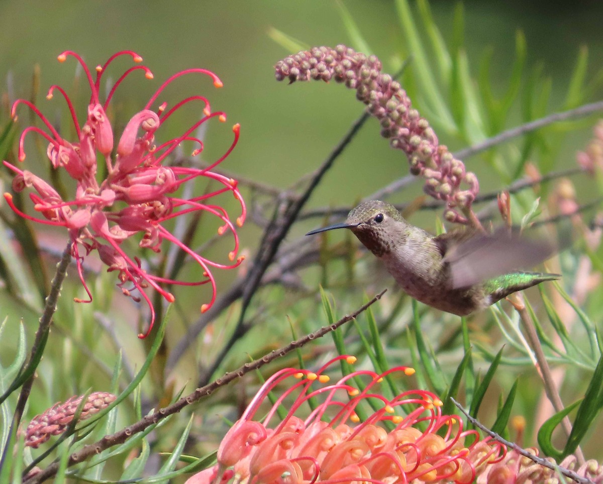 Anna's Hummingbird - ML643207185