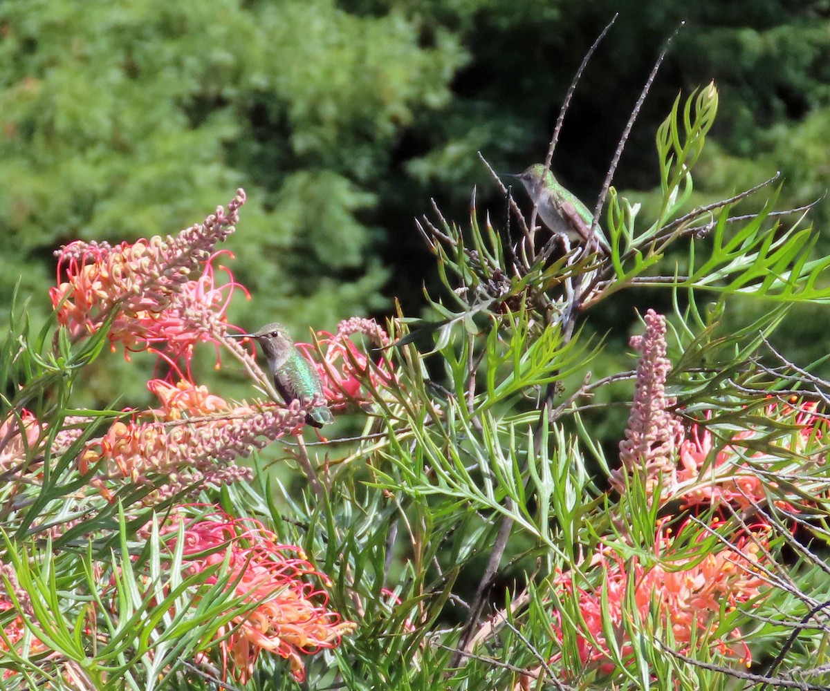 Anna's Hummingbird - ML643207187