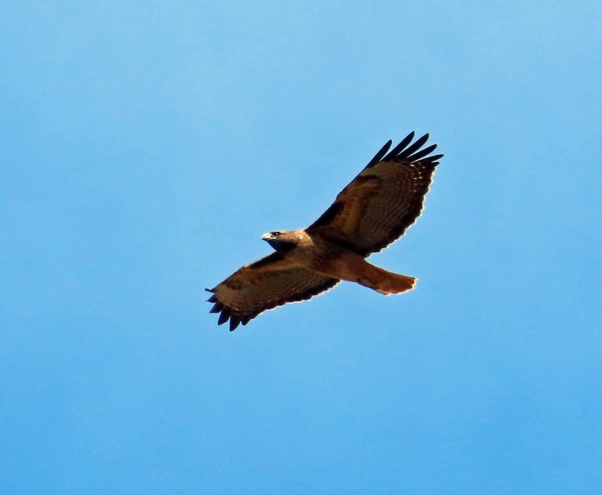 Red-tailed Hawk - ML643207205
