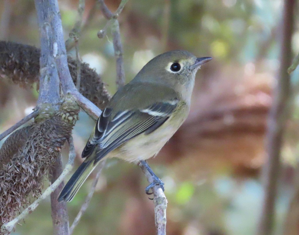 Hutton's Vireo - ML643207218