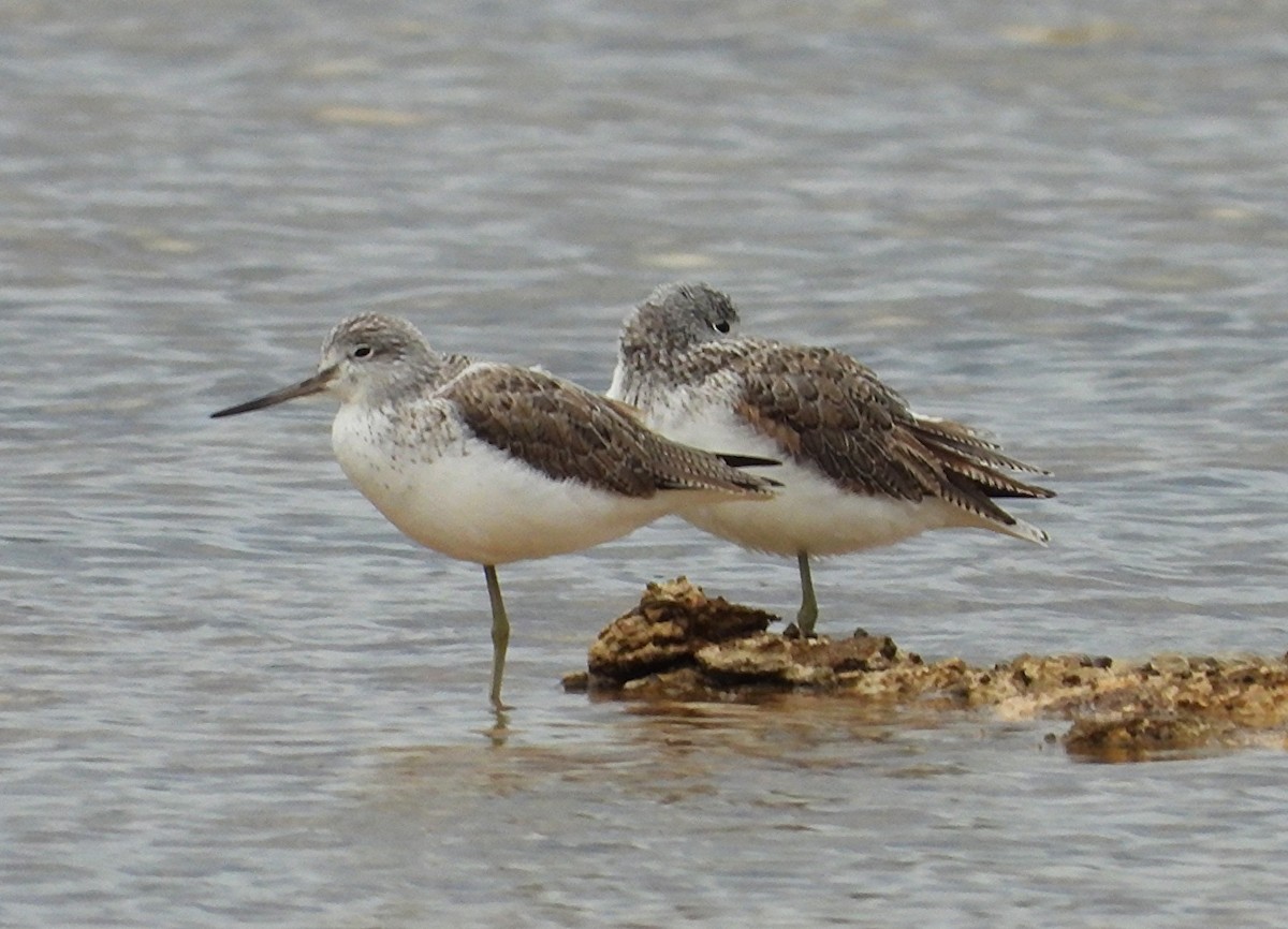 Common Greenshank - ML643207219