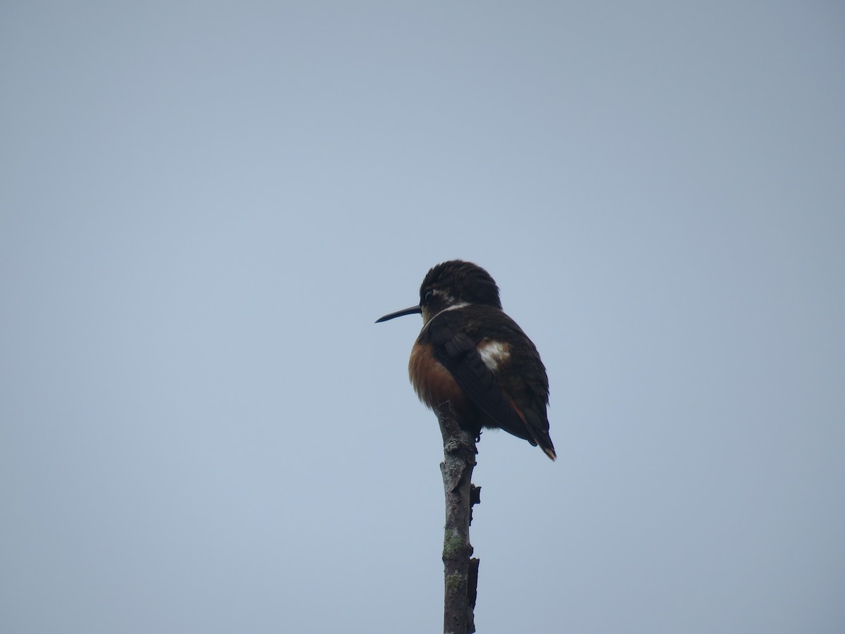 Purple-throated Woodstar - ML643207251