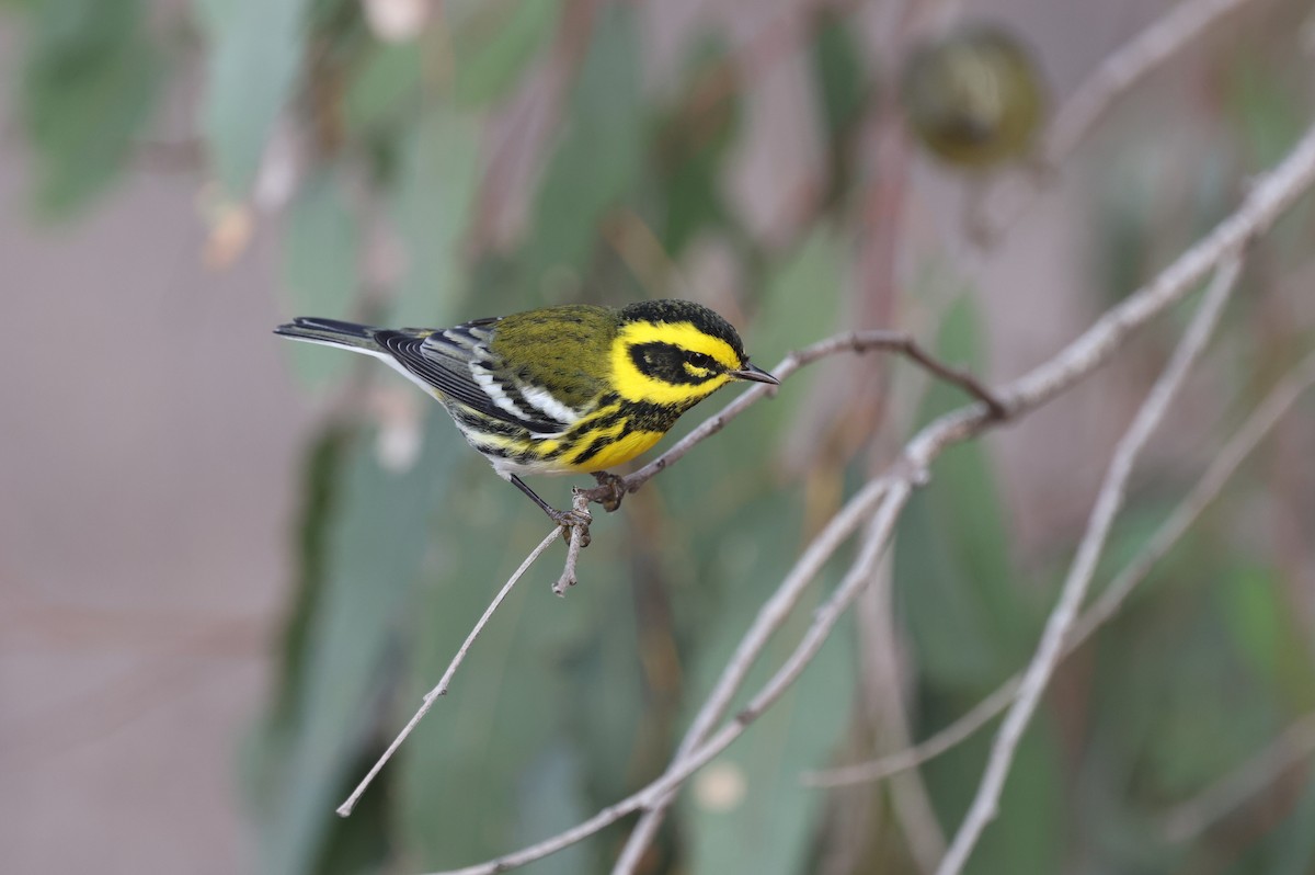Townsend's Warbler - ML643207267