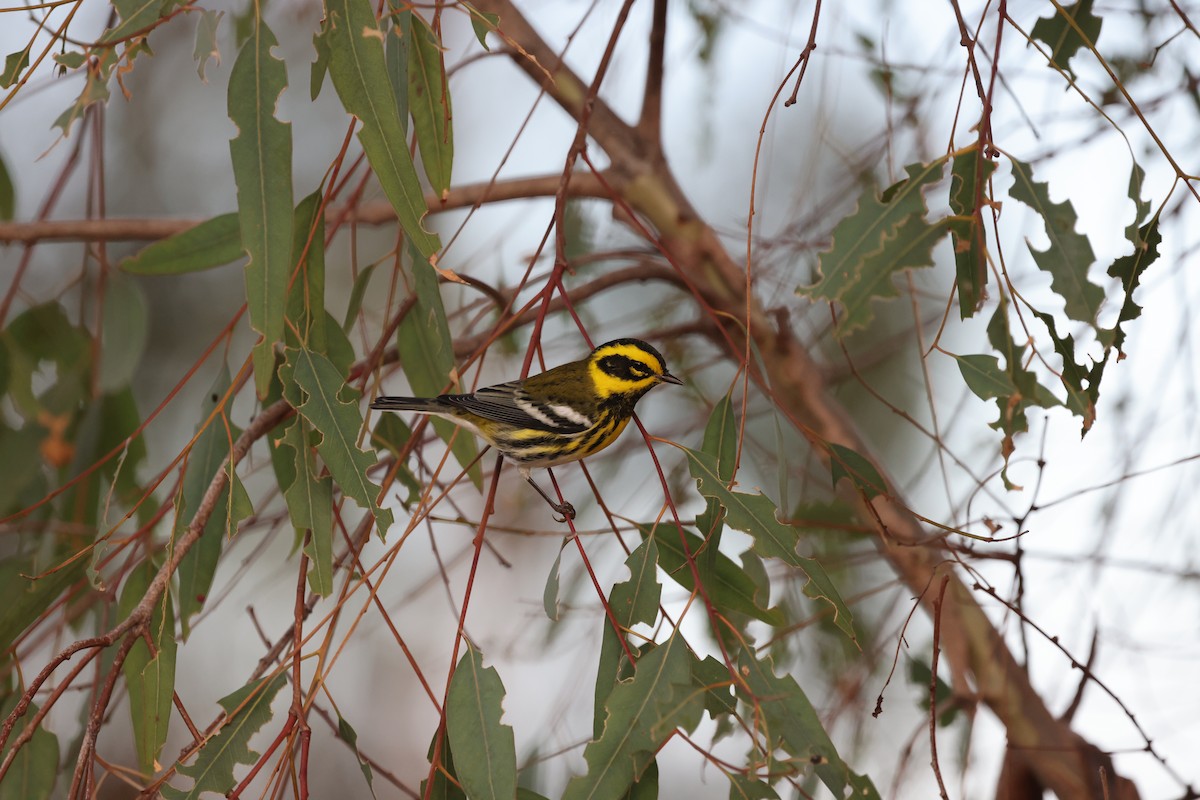 Townsend's Warbler - ML643207270