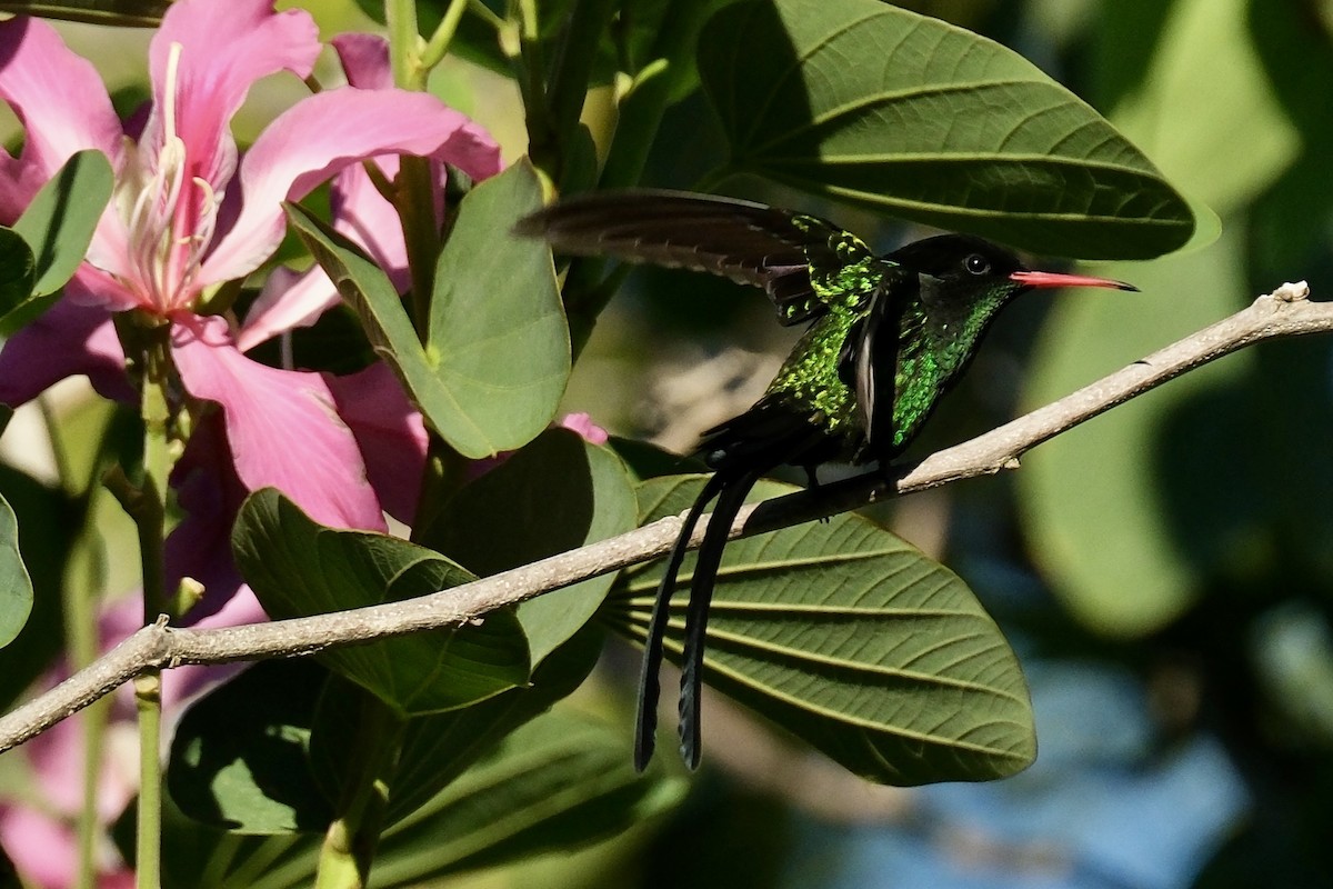 Red-billed Streamertail - ML643207302