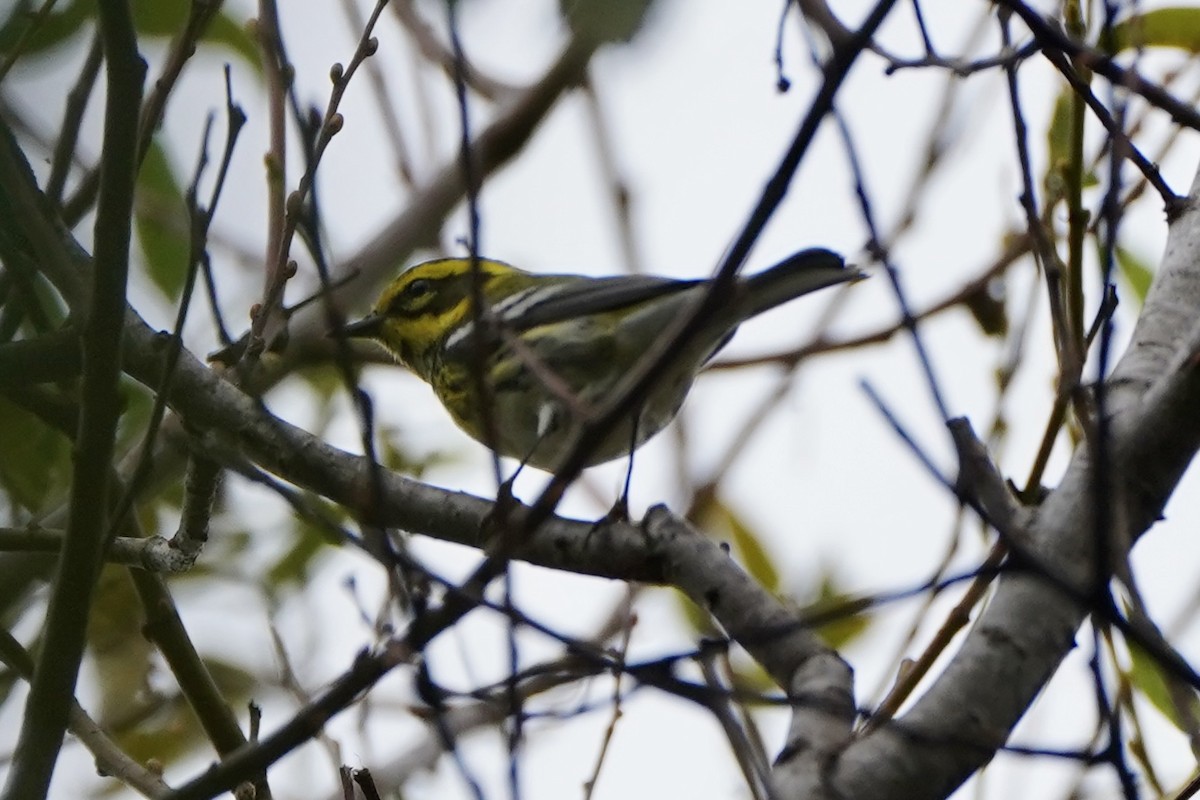 Townsend's Warbler - ML643207303