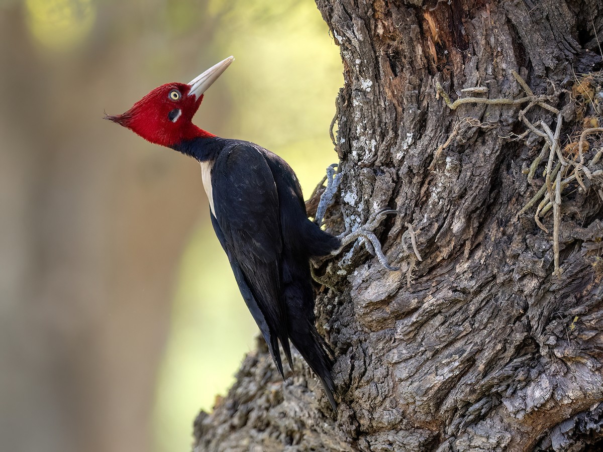 Cream-backed Woodpecker - ML643207317