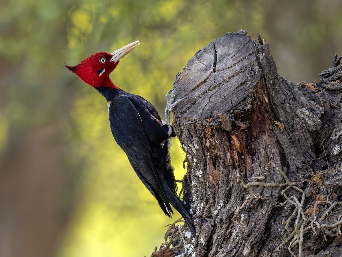 Cream-backed Woodpecker - ML643207318