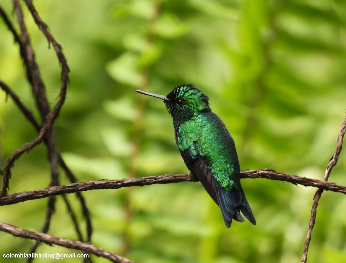 Western Emerald - ML643207328