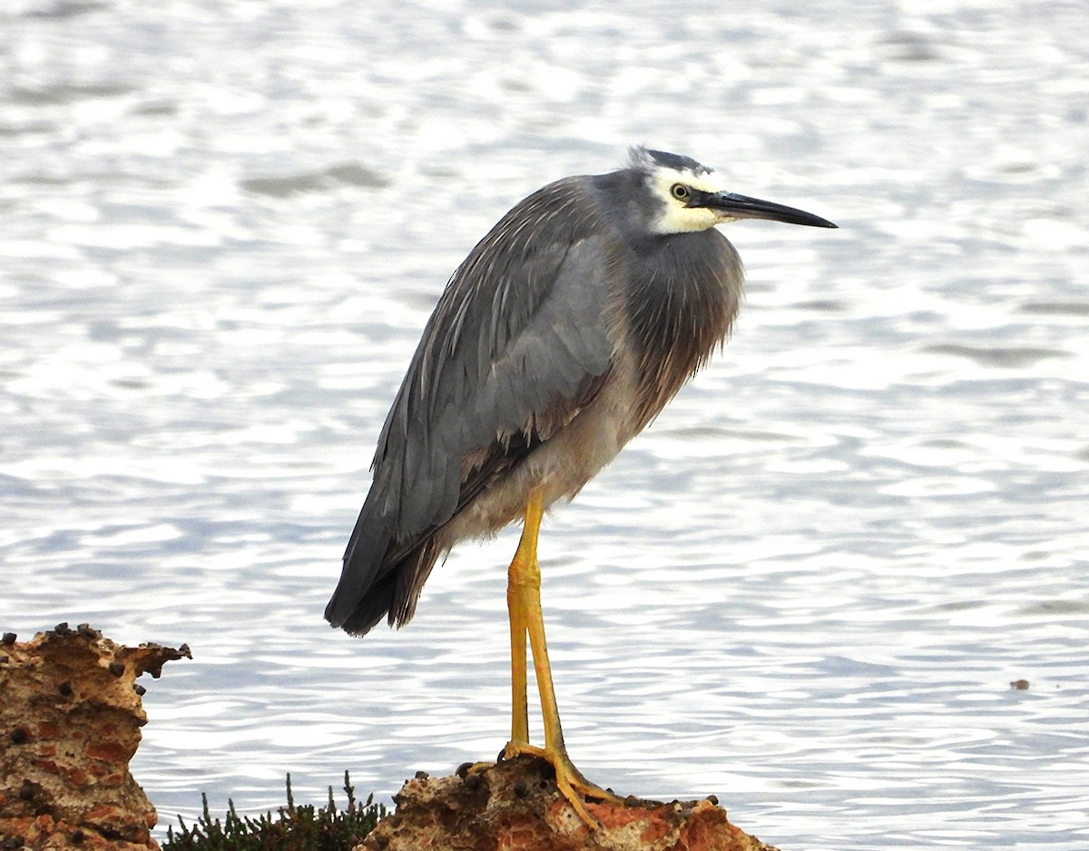White-faced Heron - ML643207334