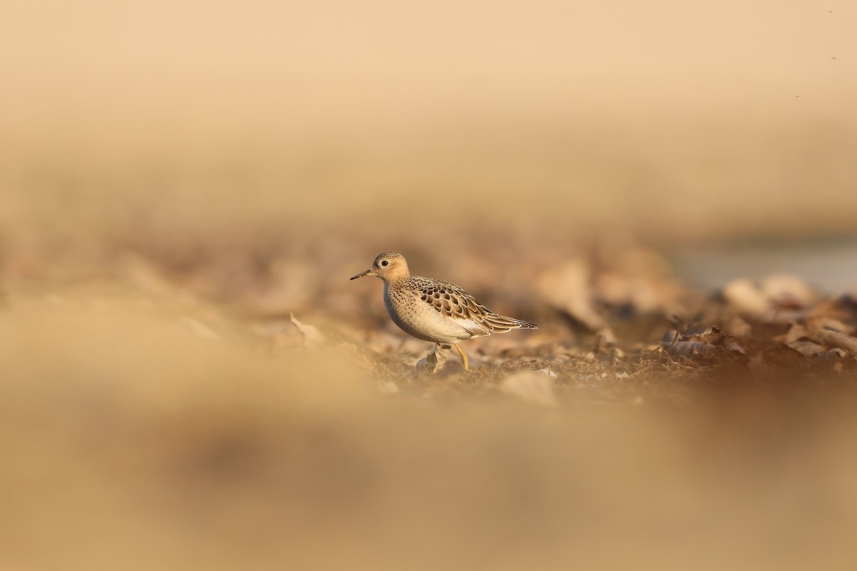 Buff-breasted Sandpiper - ML643207352