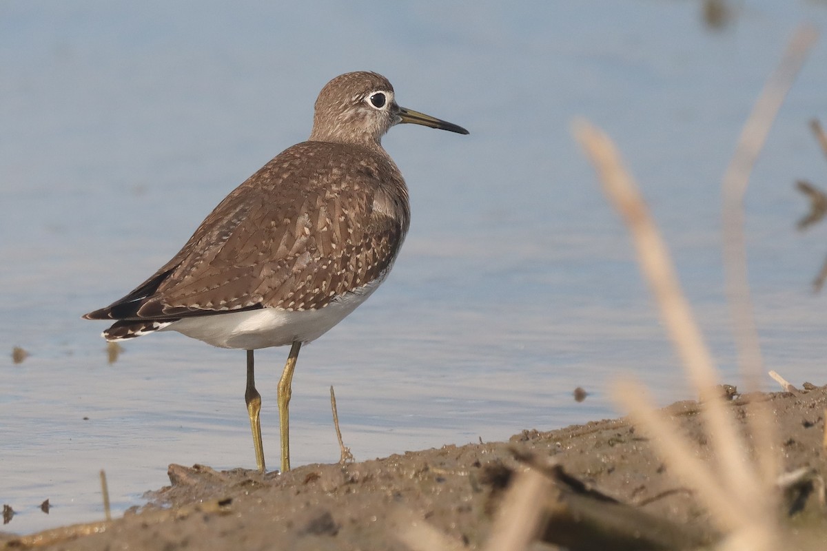 Solitary Sandpiper - ML643207355