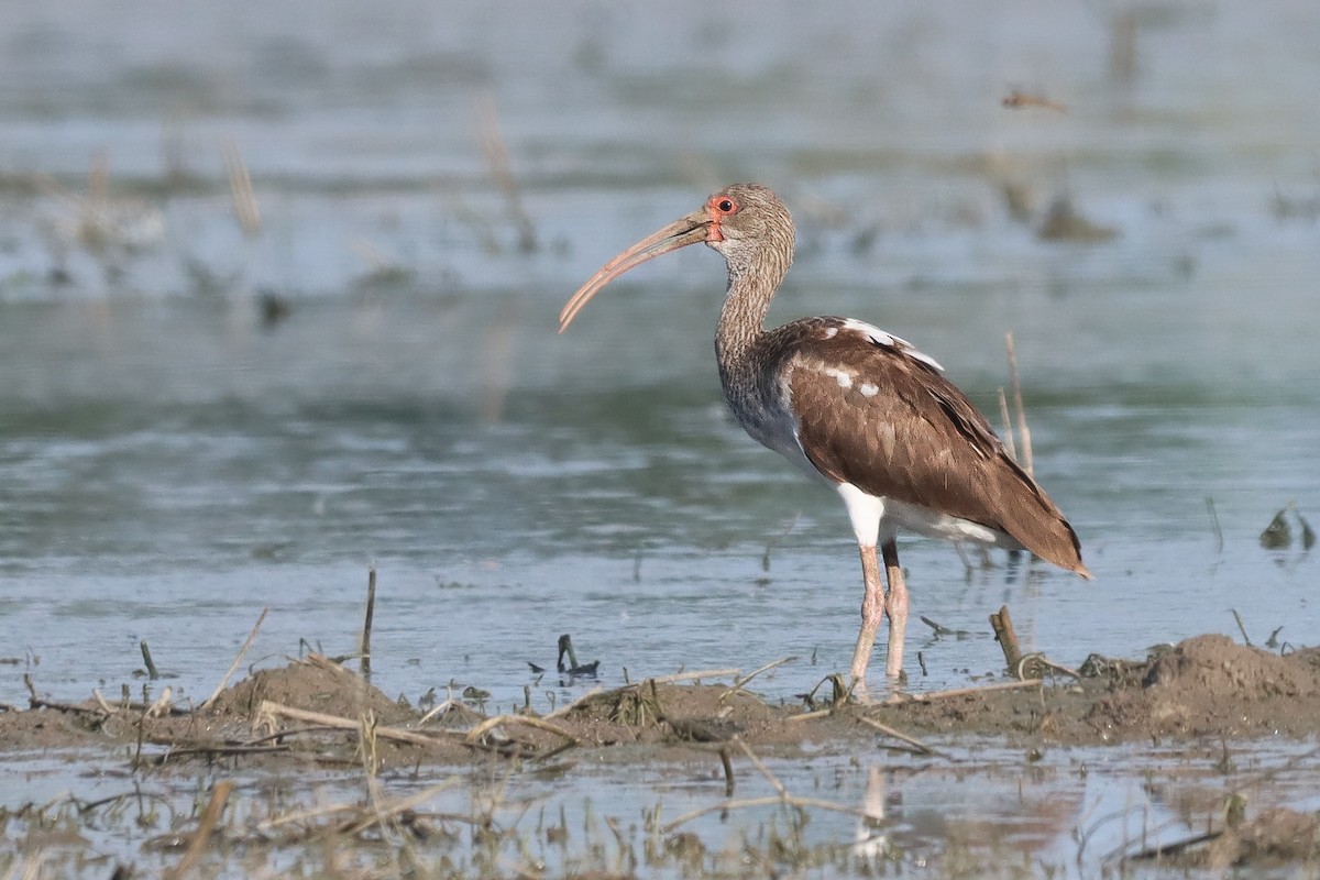 White Ibis - ML643207373
