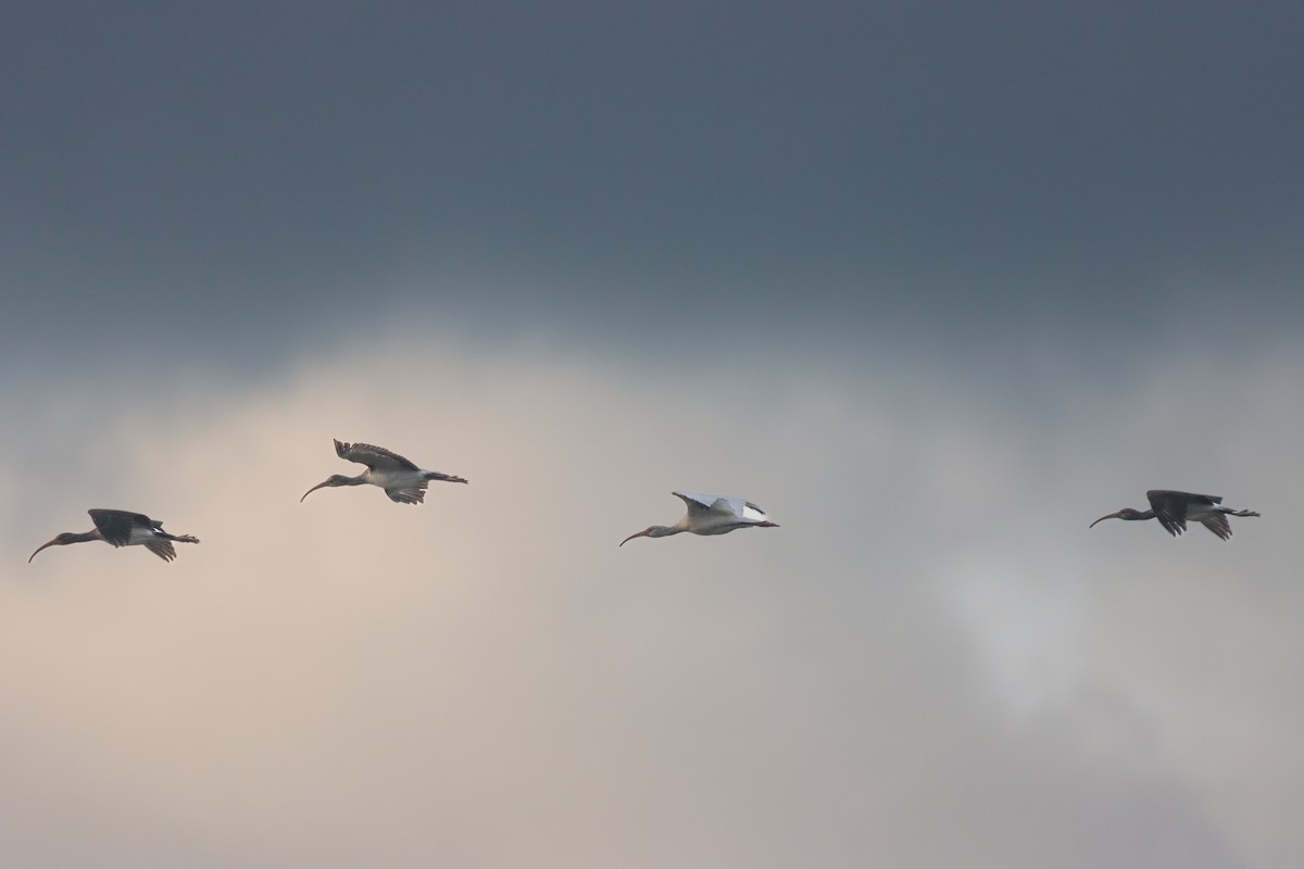 White Ibis - ML643207375