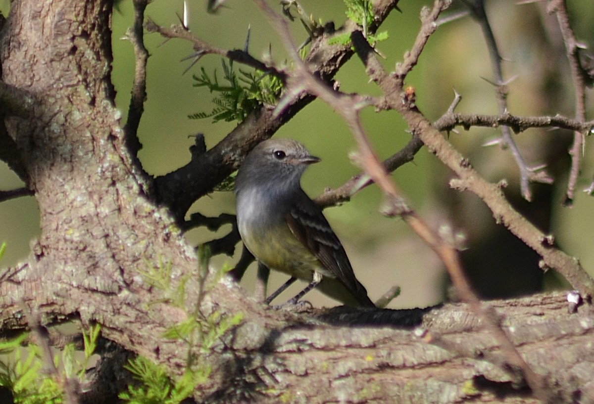 Southern Scrub-Flycatcher - ML643207389